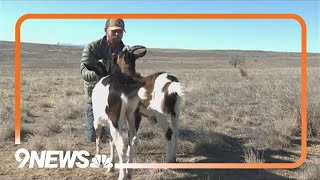 Colorado hiking guide goats attacked and killed [upl. by Reiniar84]