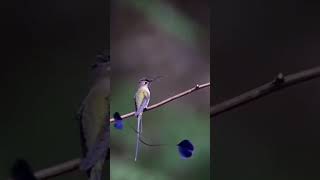 Burung Marvelous Spatuletail birds burung gacor masteran kicaumania burungkicau [upl. by Yrret360]