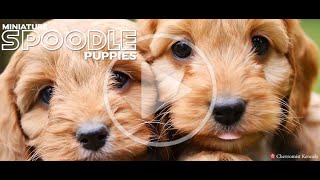 Adorable Mini Spoodles [upl. by Waterer]