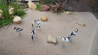 Feeding of pied avocets [upl. by Yerxa]