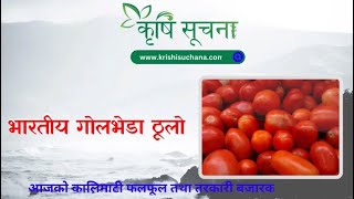 आजको माछाफलफूल तथा तरकारीको मूल्य हेर्नुहोस्  Kalimati Vegetable and Fruits Rate Today kalimati [upl. by Odareg]