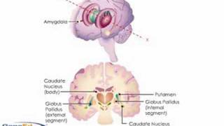 Anatomy and Diseases of the Basal Ganglia [upl. by Gerta]