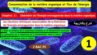 Consommation de la matière organique et flux dénergie 2bac pcSVT partie 1 شرح بالداريجة [upl. by Atinihc]