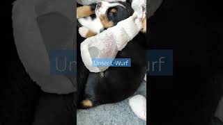 Entlebucher Sennenhund Welpen [upl. by Neile]