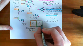 The PI3K  Akt  mTOR Pathway Part 5 [upl. by Votaw]