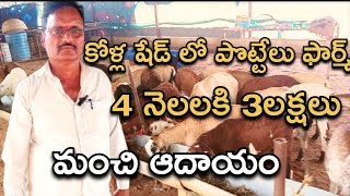 4 నెలలకి 3 లక్షలు ఆదాయం60 పొట్టేలుsheep farmanu lucky creationstelugu [upl. by Gies]