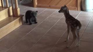 Bear Cub meets fawn for first time [upl. by Aicilec]