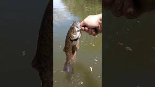 river small mouth release bassfishinglife fishing bass bassfishing [upl. by Giverin]