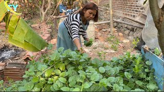 Mencari daun binahong dan daun salam ternyata ada di belakang rumah banyakmanfaat viralvideo [upl. by Sarita]