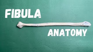 Fibula  Bony features and side determination Dr Awais [upl. by Nivri]