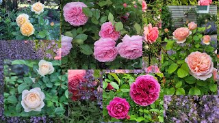 Top Roses Review In My Garden 2023  David Austin and Kordes Zone 6B [upl. by Birdt]