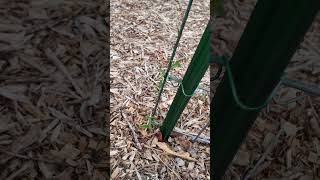 Growth Journey  Day 62  Spurred Butterfly Pea [upl. by Namielus]