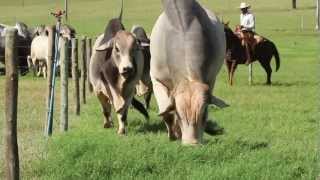 Fazenda JARACATIÁ  Nelore  Brahman [upl. by Afatsuom]