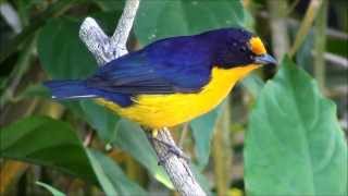 Euphonia violacea  Gaturamoverdadeiro  Violaceous Euphonia [upl. by Zabrine849]