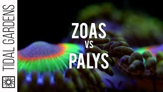 Zoanthid and Palythoa identification and taxonomy [upl. by Lolanthe]