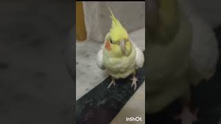 Cute cooku Moments 😍cocktailbird [upl. by Suoiradal]