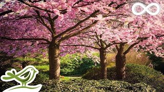 Beautiful Relaxing Music • Romantic Japanese Music for Relaxation [upl. by Niatsirk]