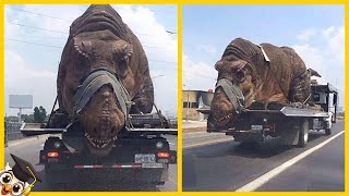 10 Dinossauros Capturados por Câmera na Vida Real [upl. by Quintin]