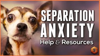 Do You Understand Separation Anxiety in Dogs Tips Resources and How to Get Help [upl. by Aniger]