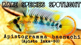 The Rare Mini Apistogramma baenschi  Care amp Background Info Species Spotlight quotInka50quot [upl. by Bernadina]