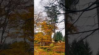 Autumn in Aberdeen🍁🍂 aberdeen aberdeenshire Scotland aberdeenshire unitedkingdom autumnwalk [upl. by Nylarahs579]