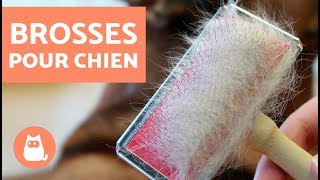 Type de brosses pour chien  À découvrir vite [upl. by Eletnahc906]