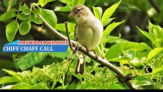 Chiffchaff chirping in spring chiffchaff singing bird song [upl. by Terrilyn87]