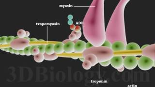 Muscle Contraction 3D [upl. by Los61]