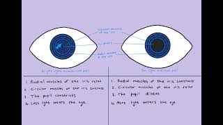 Pupillary mechanism [upl. by Gnov]