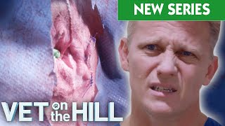 Dogs Infected Butt Glands Removal And Nasty Leg Amputation On Run Over Cat 😱 VOTH S5 E4  Bondi Vet [upl. by Fran]