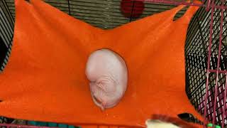 My sweet hairless rat Tofu taking a snooze 😴 [upl. by Erhard230]