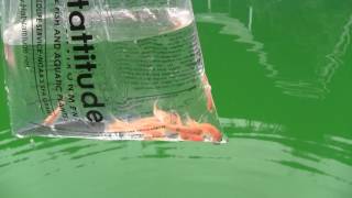 Adding Rosy Red Minnow to pondpool for mosquito control [upl. by Naresh]