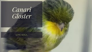 Canari Gloster💛💚I Raised [upl. by Berget]