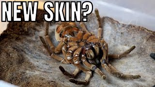 Incredible footage of a GOLIATH BIRDEATER tarantula shedding its skin Theraphosa stirmi moult [upl. by Okiman165]