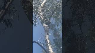 Koala Hides Behind The Leaves 🍃 koalas australia natureshorts wildanimals adelaide [upl. by Assitruc350]