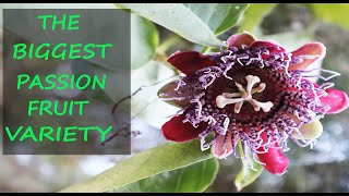 GIANT Passion Fruit Growing Tips  Granadilla Passiflora Quadrangularis [upl. by Ellevel491]