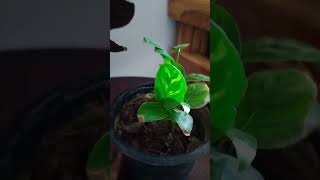 most beautiful indoor plant ☘️calatheatrending garden viralvideo youtubeshortsshorts plants [upl. by Adriel]