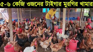 ৫৬ কেজি ওজনের টাইগার মুরগি পালন কতটা লাভজনক টাইগার মুরগি পালন পদ্ধতি Tiger murgi [upl. by Dallman576]