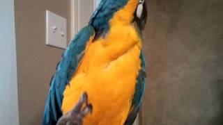 Mozart The Talking Macaw Parrot [upl. by Iverson]