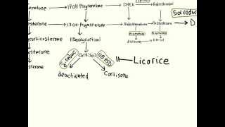 Steroid Hormone Biosynthesis [upl. by Hermon]