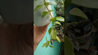 Dischidia plant shortvideo garden [upl. by Moise]