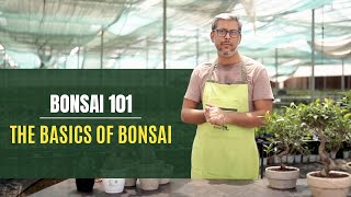 How to Make Bonsai for Beginners 🌲EASY [upl. by Eiger262]