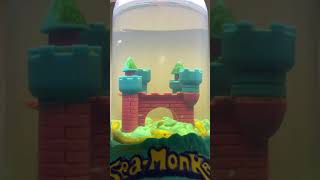 Virtual Sea Monkey Tank  8 Minutes [upl. by Viveca]