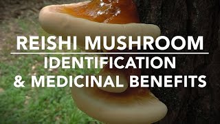 Reishi Mushroom Ganoderma tsugae Identification And Medicinal Benefits With Adam Haritan [upl. by Irianat912]