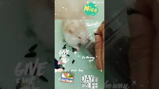 Snowy White Channel HandFeeding My Hamster Sunflower Seeds 🐹🌻 Adorable Moments [upl. by Aelam]