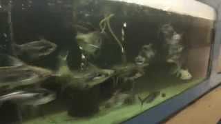 Black Ear Pangasius Catfish Excited for Food [upl. by Dunham]