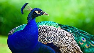 The Peacock Bird  Beautiful Peacock Opening its Feathers Display in Nature [upl. by Ayit]