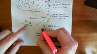 The Intrinsic Pathway of Apoptosis Part 6 [upl. by Budde]