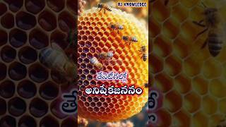 తేనెటీగల్లో అనిషేక జననంParthenogenesis in Bees facts biology animalkingdom sciencefacts [upl. by Ellehcirt332]