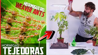 Criando Hormigas Tejedoras Empiezo mi nuevo proyecto soñado  Weaver Ants El Mundo de las hormigas [upl. by Odnam]